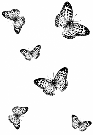 Butterfly 2